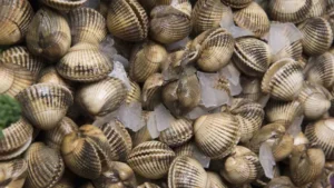 Baie de Somme : la pêche aux coques rouvre après deux ans d’interdiction