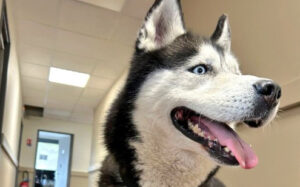 Maltraitance animale: un homme placé en garde à vue pour avoir attaché et abandonné son husky sans eau ni nourriture. (Police Nationale du Val-d'Oise)