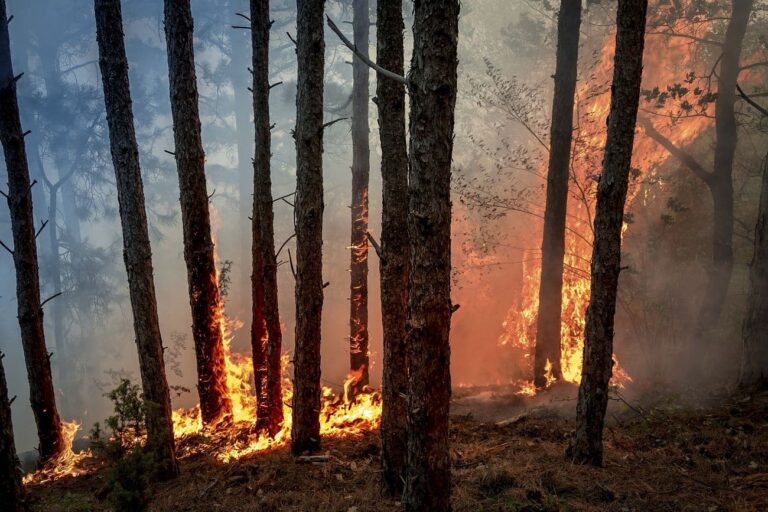 Fontainebleau : une IA guette la fumée pour prévenir les incendies @rawpixel