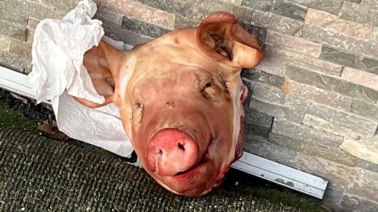 Des têtes de cochon déposées devant des mosquées en région parisienne : des actes de haine qui choquent — photo