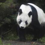Mexique : le gardien du zoo de Chapultepec raconte sa vie auprès de la dernière panda d’Amérique latine