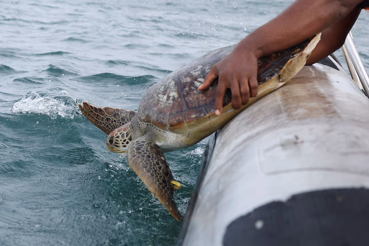 Nigéria - les écologistes tentent de sauver les tortues marines menacées par la pollution et le braconnage @AP