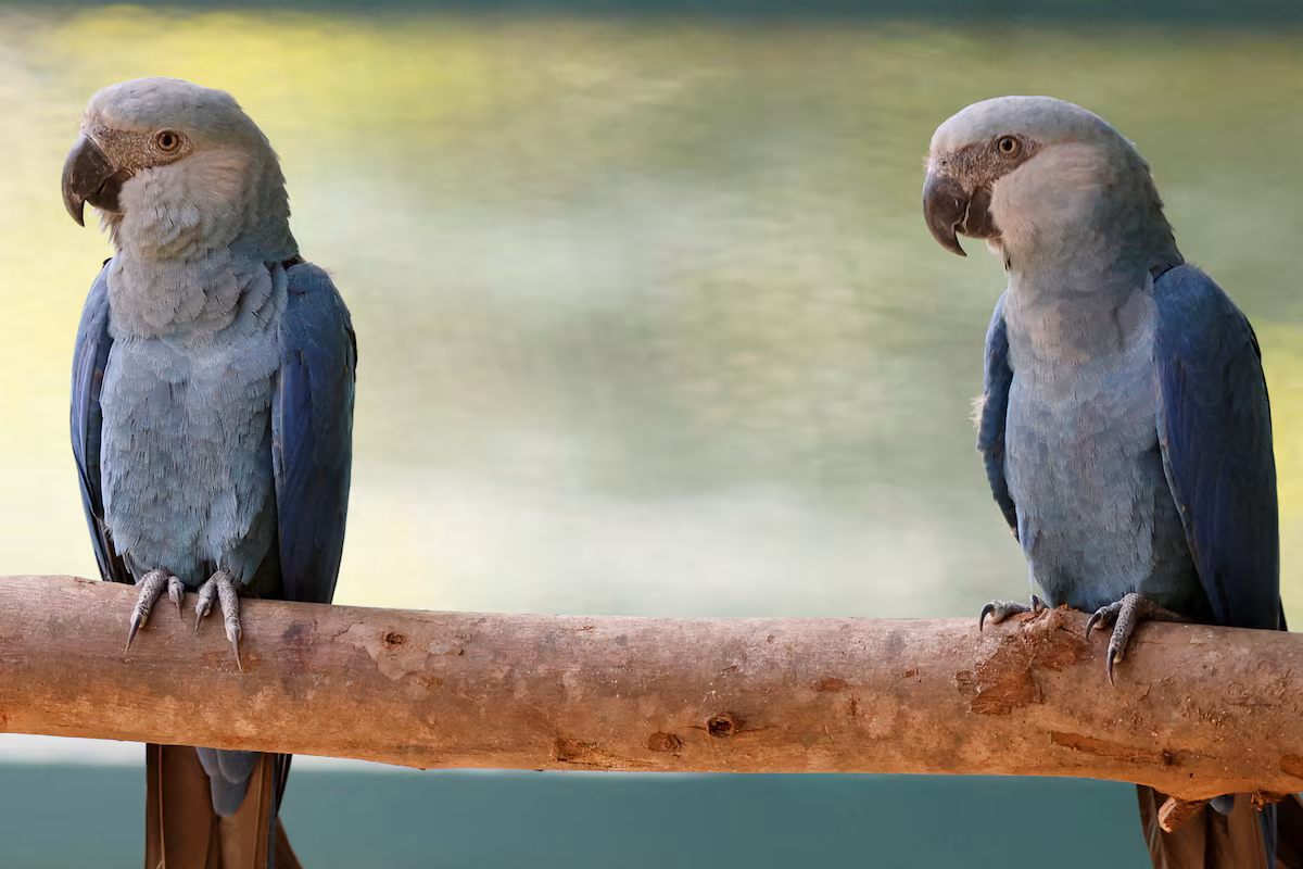 Suite à l’enquête sur le zoo d’Ambani, un organisme de l’ONU revient sur sa demande de limiter les importations d’animaux en Inde