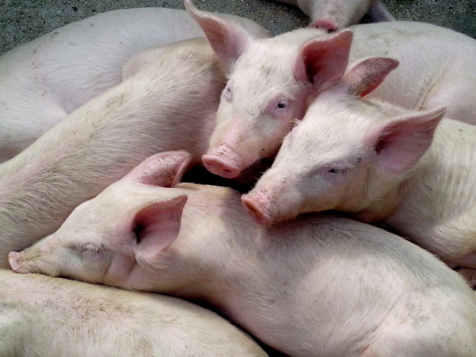 Porc français : la Chine riposte avec de lourdes taxes douanières @pixnio