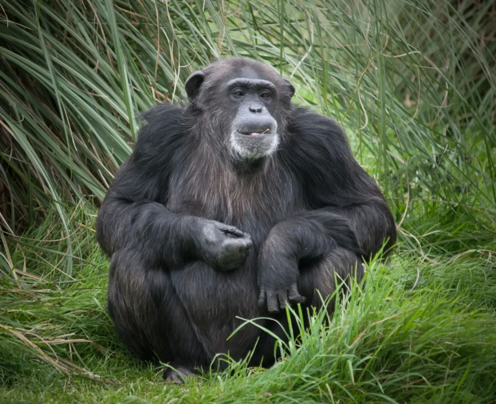 "L'hypothèse du singe ivre" : et si le goût de l'homme pour l'alcool avait pour origine le mode de vie des primates ?