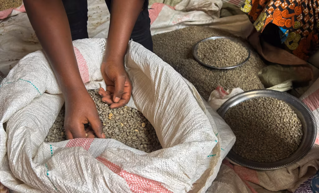 RDC - la guerre menace les progrès récents des caféiculteurs @AP