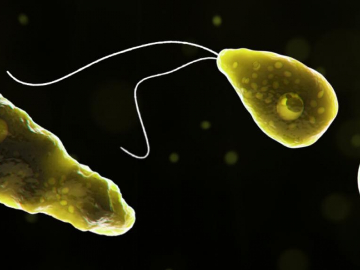 Vague de cas mortels d’« amibes mangeuses de cerveau » alerte les autorités du Kerala