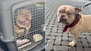 La honte ! Une femme empêchée de prendre l'avion avec son chien abandonne son animal à l'aéroport de Bruxelles