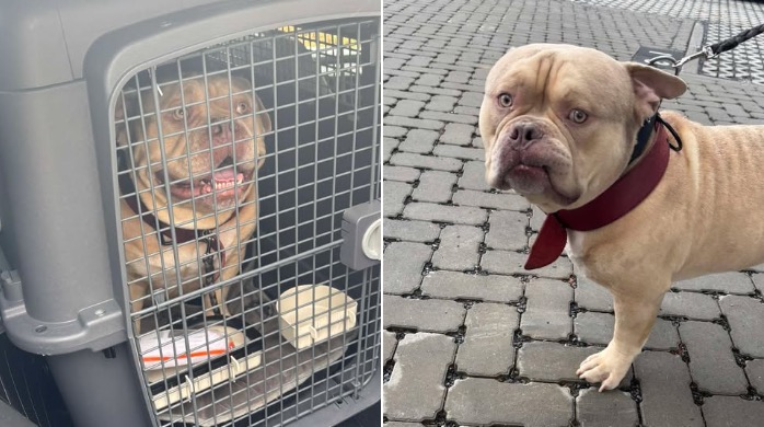 La honte ! Une femme empêchée de prendre l'avion avec son chien abandonne son animal à l'aéroport de Bruxelles