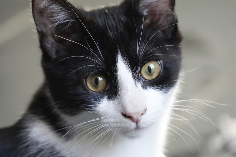 Insolite - 25.000 Français opérés chaque année à cause d'une morsure de chat