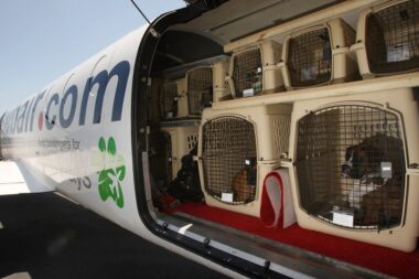Chien perdu en avion : pour la justice européenne, un animal reste un bagage