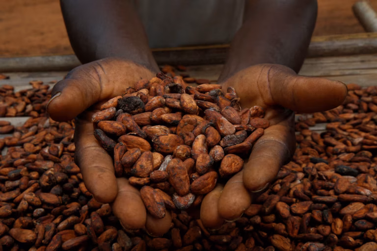 En Côte d’Ivoire, les prix record et la qualité du cacao freinent les achats en début de campagne