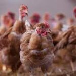 Grippe aviaire - la France relève son niveau d’alerte, les volailles devront être confinées