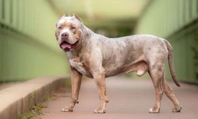 La Chapelle-Heulin - une femme enceinte grièvement mordue par son chien, un Bully XL euthanasié