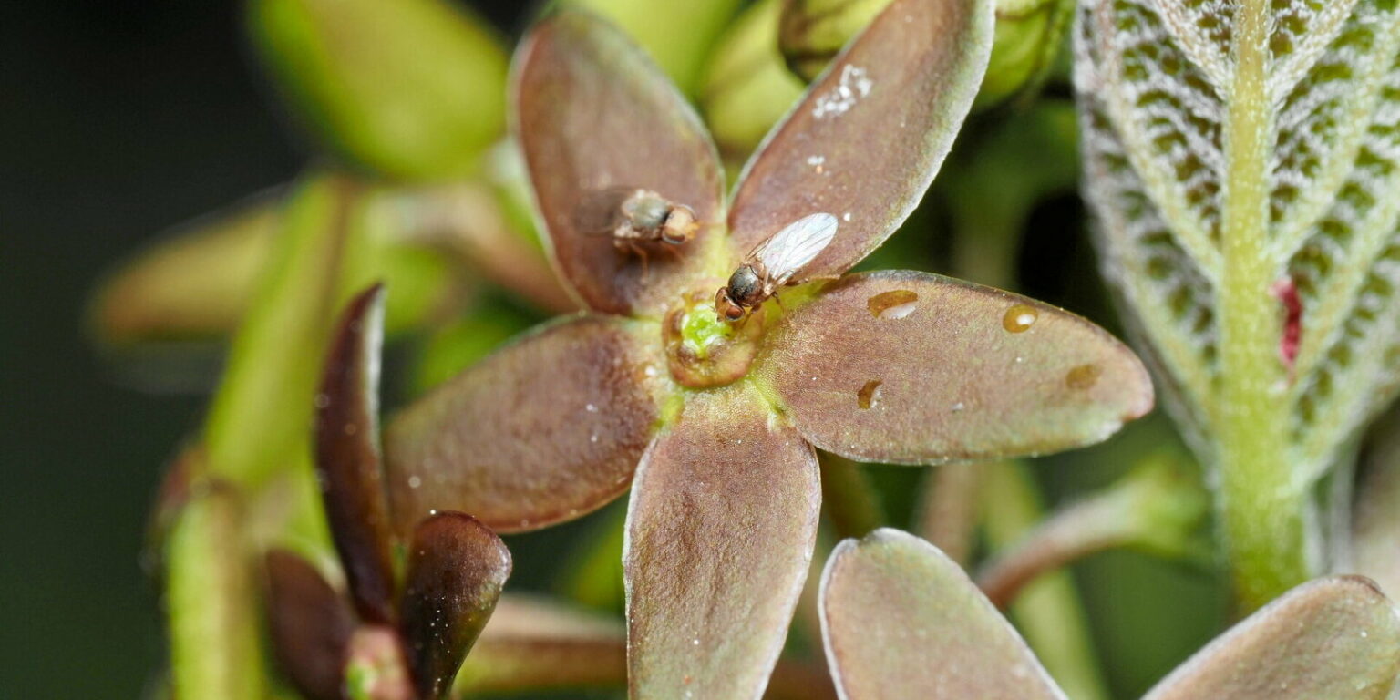 Une plante japonaise attire les mouches en imitant l’odeur de fourmis dévorées