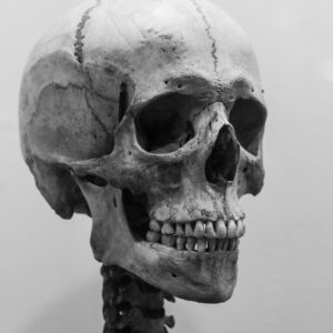 Villeneuve-d’Ascq - en voulant enterrer son chat, il découvre un crâne humain dans un parc (public dommains)