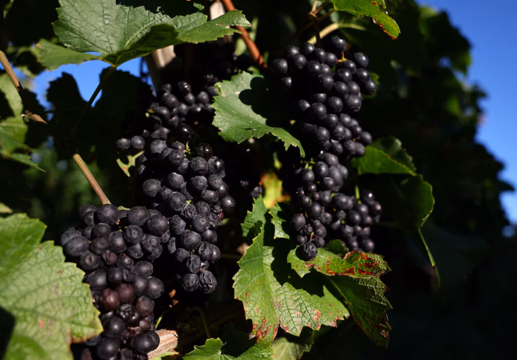 Yoichi, la ville japonaise du Pinot Noir, menacée à son tour par le changement climatique (AP)