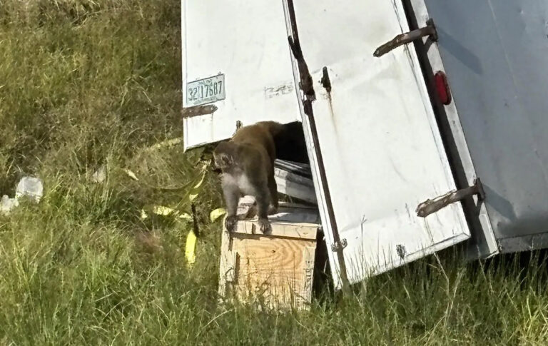 Insolite - Un camion transportant des singes de laboratoire se renverse dans le Mississippi : des macaques s’échappent