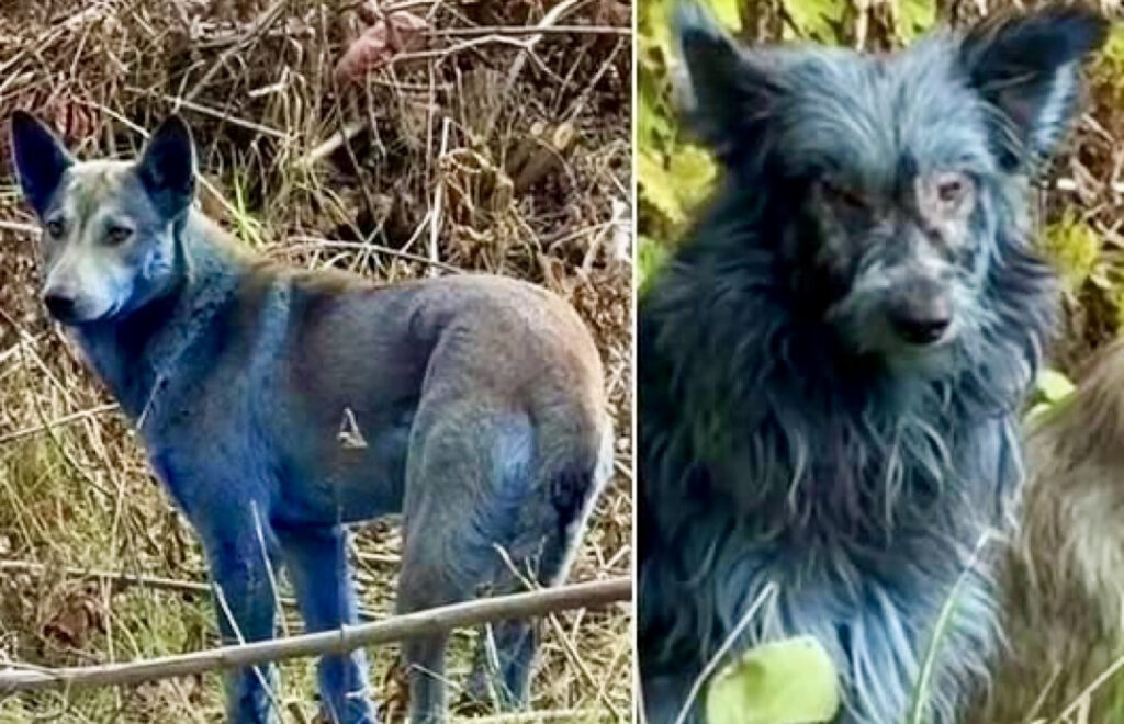 Insolite – Des chiens bleus surgissent de la zone interdite de Tchernobyl. (DR)