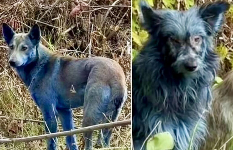 Insolite - Des chiens bleus surgissent de la zone interdite de Tchernobyl