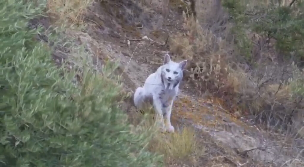 Événement sans précédent dans le monde animal: un lynx ibérique entièrement blanc a été observé pour la première fois. (AP)