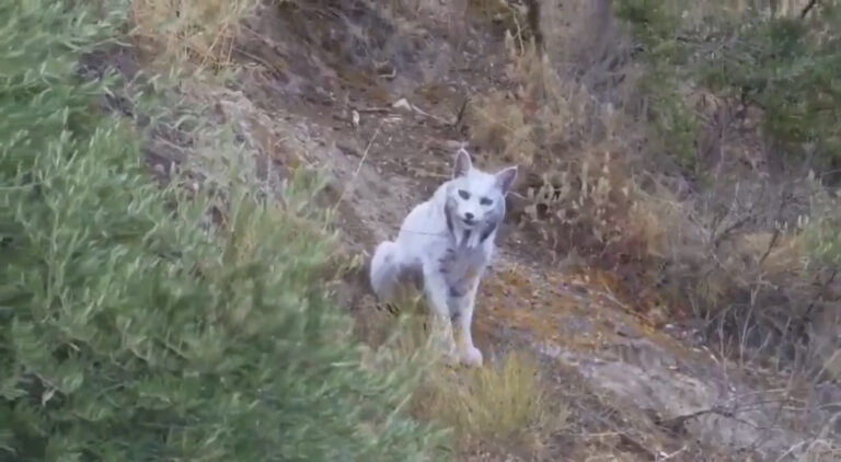 Événement sans précédent dans le monde animal: un lynx ibérique entièrement blanc a été observé pour la première fois