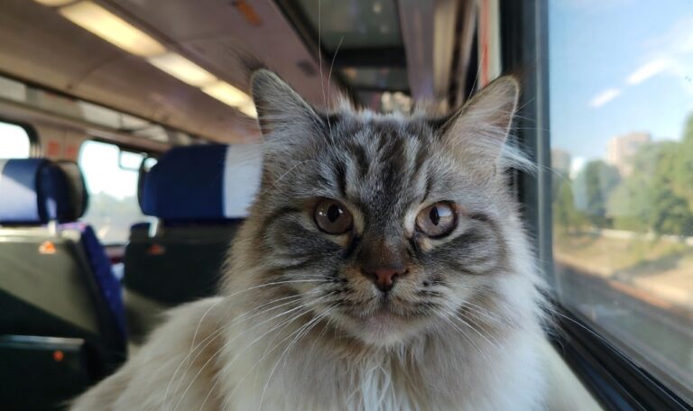 Insolite - Un chat disparu en décembre retrouvé 10 mois plus tard à 40 km: "Il a dû prendre le train."