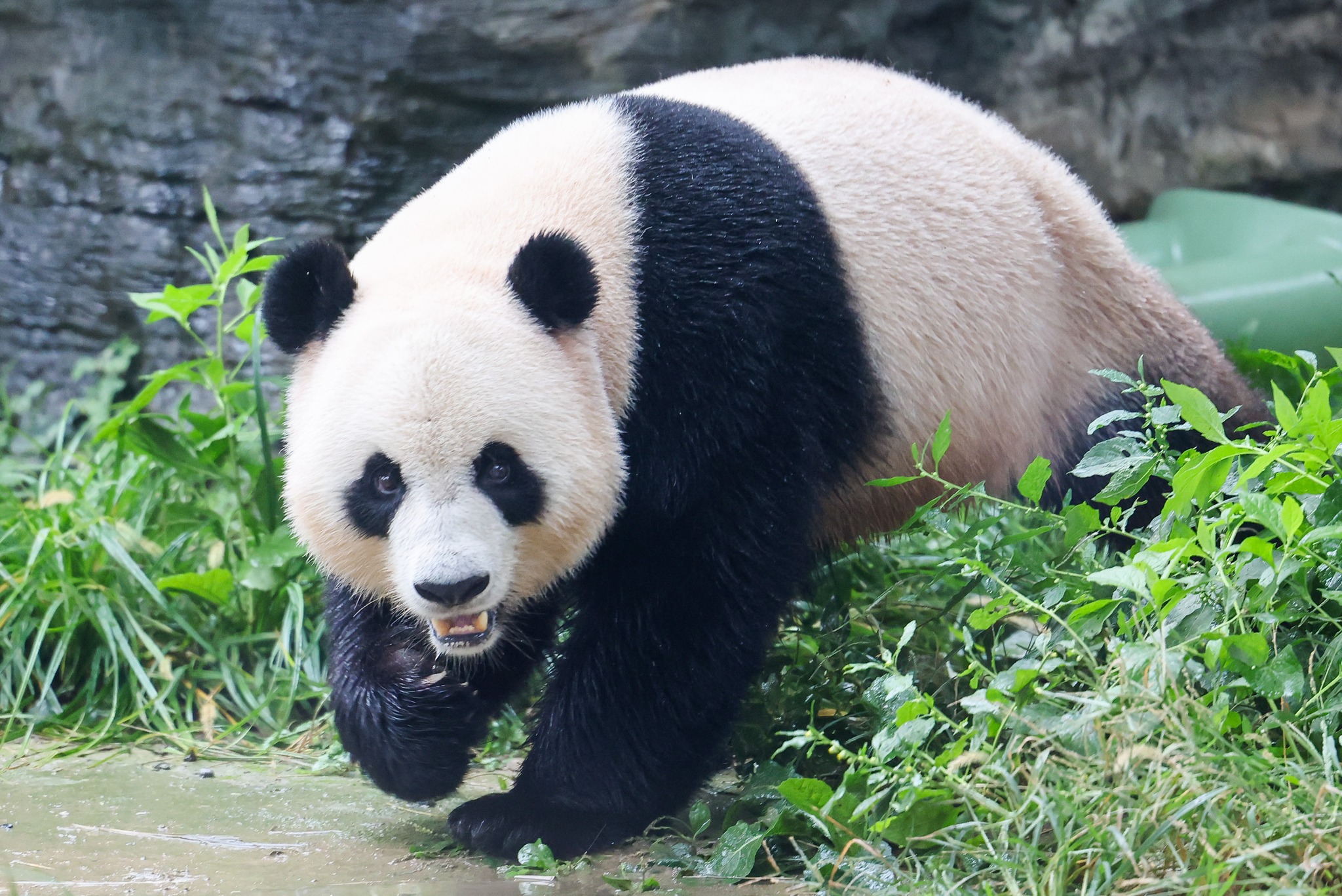 555616542_837625008788758_6148707802925739924_N