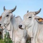 Brahman de Martinique, l’égérie qui bouscule le Salon de l’Agriculture 2026