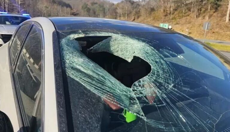 Insolite - Un chat, tombé des griffes d’un aigle, s'écrase sur le pare-brise d'une automobiliste
