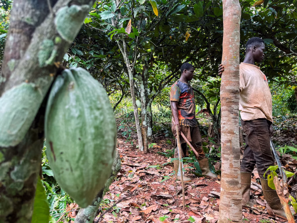 Côte d’Ivoire - des conditions météo favorables laissent présager une récolte de cacao prometteuse (AP)