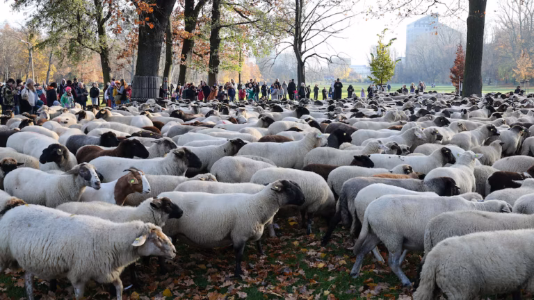 Des centaines de moutons traversent Nuremberg pour rejoindre leurs pâturages d’hiver (AP)Des centaines de moutons traversent Nuremberg pour rejoindre leurs pâturages d’hiver (AP)