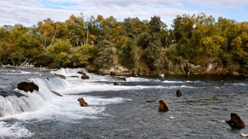 Des groupes écologistes poursuivent l’Alaska pour stopper la chasse aérienne aux ours (AP)