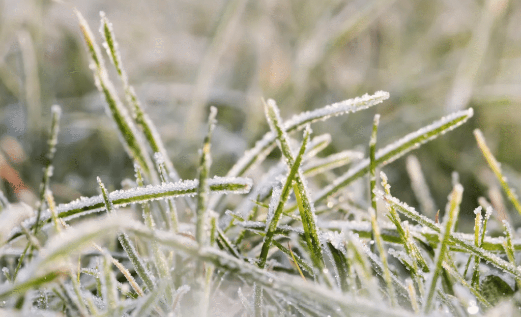Redoux massif au nord, gelées tenaces au sud : une France coupée en deux
