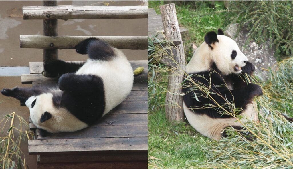 Le couple emblématique de pandas de Beauval retourne en Chine. (Jessica Piené)