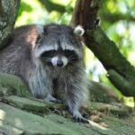 Ratons laveurs - la Haute-Loire dépassée par une invasion inattendue (wikipedia commons)