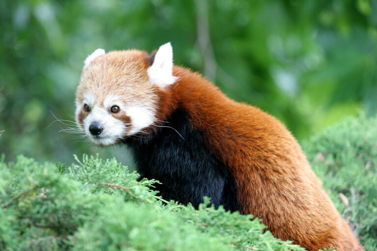 Un nouveau-né au Zoo de Lille: les Lillois appelés à baptiser le petit panda roux, une espèce menacée