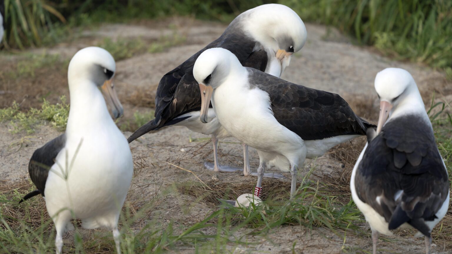 La magie de la nature ! Le plus vieil albatros du monde, âgé de 74 ans, pond un œuf dans le même nid qu'il y a 50 ans