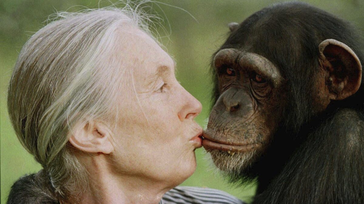 Jane Goodall nommée Personnalité de l'année 2025 par PETA. (AP)