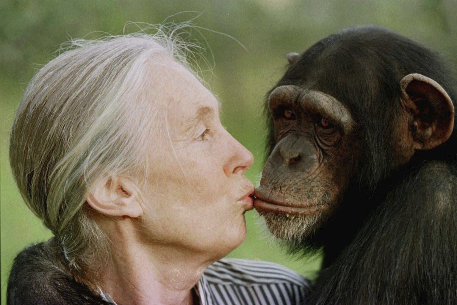 Jane Goodall nommée Personnalité de l'année 2025 par PETA. (AP)