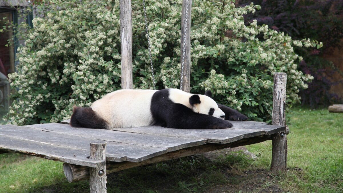 Zoo de Beauval : la Chine enverra de nouveaux pandas géants début 2027. (Photo: Jessica pierné)