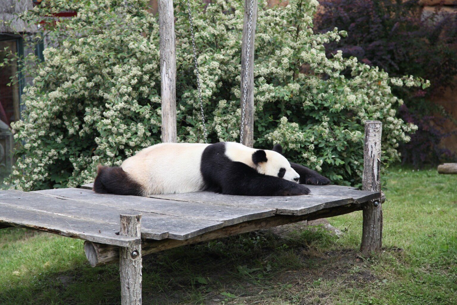 Zoo de Beauval : la Chine enverra de nouveaux pandas géants début 2027. (Photo: Jessica pierné)