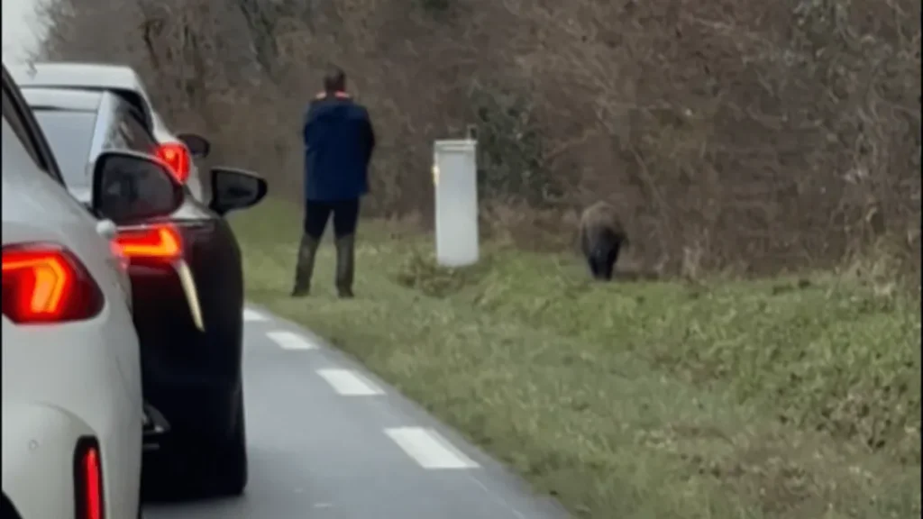 Châteauroux - tirs sur un sanglier près d’un centre commercial, un chasseur placé en garde à vue