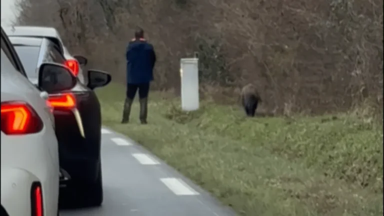 Châteauroux - tirs sur un sanglier près d’un centre commercial, un chasseur placé en garde à vue