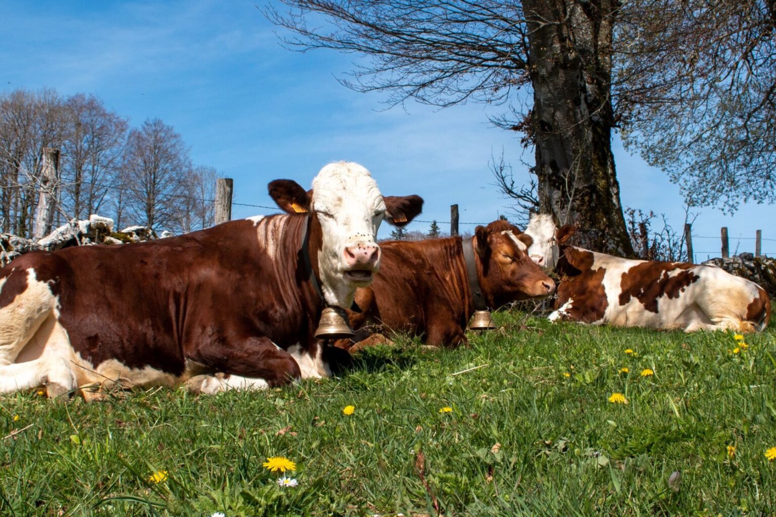 Dans le Doubs, l’abattage contesté d’un troupeau vacciné ravive la colère des éleveurs