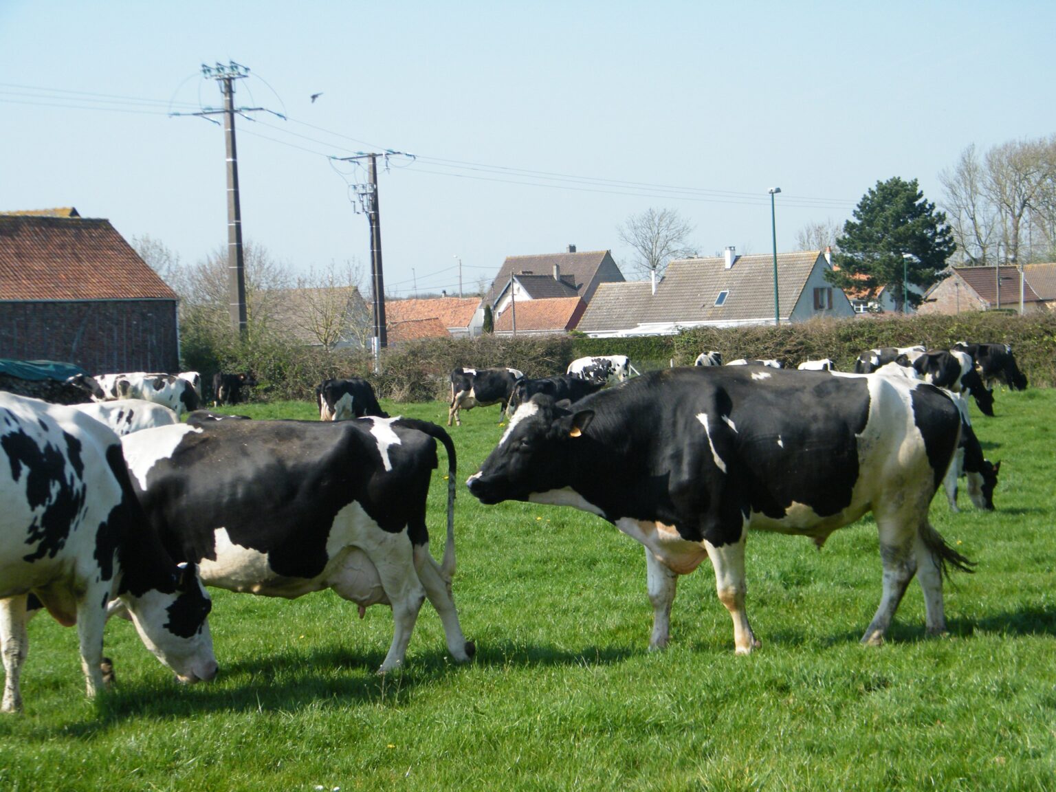 Dermatose nodulaire : l’État prépare une vaccination massive après un nouveau cas dans le Sud-Ouest