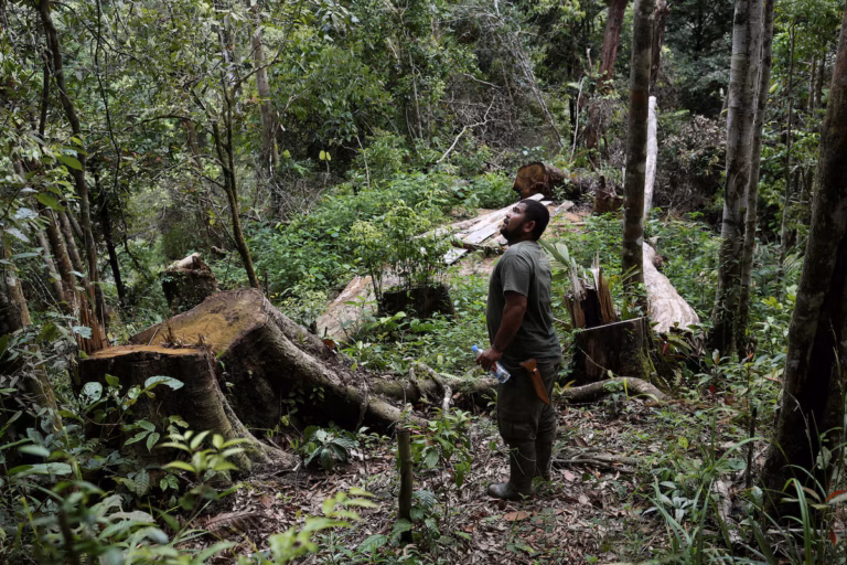 En Indonésie, les orangs-outans menacés par les inondations qui dévastent leur habitat (AP)