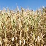 En Irak, la crise de l’eau ruine les ambitions d’autosuffisance en blé (AP)