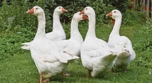 Jura, premier foyer de grippe aviaire confirmé, un périmètre sanitaire instauré autour d’Aumont