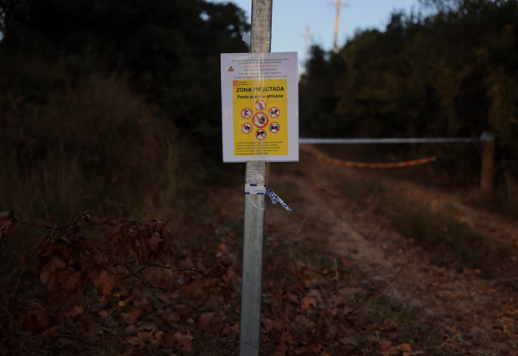 L’Espagne mobilise l’armée pour contenir une épidémie de peste porcine africaine près de Barcelone (AP)